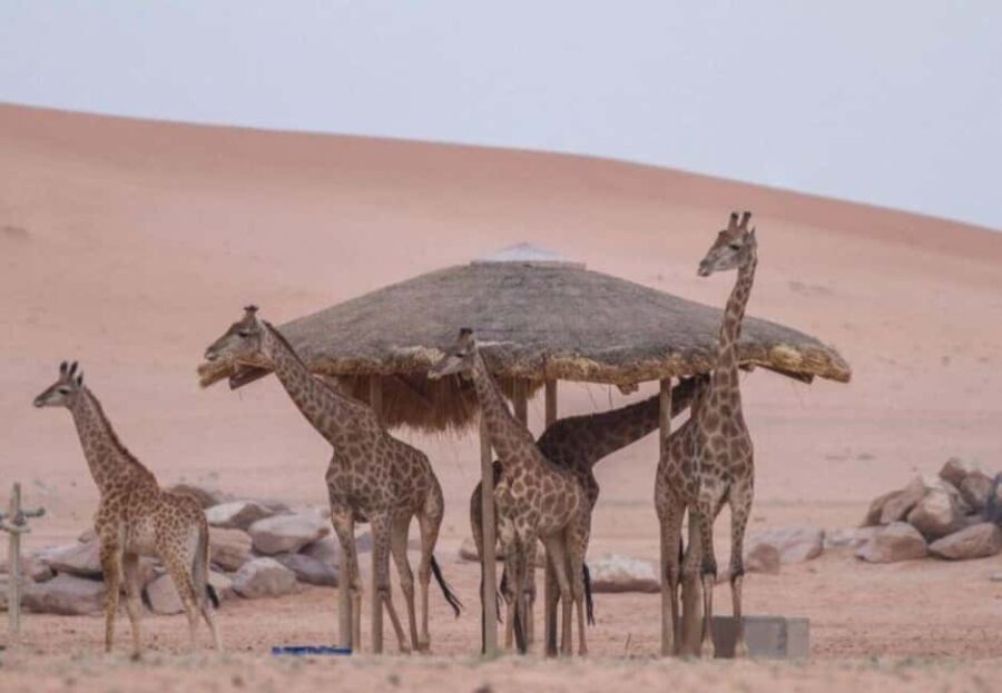 Riyadh: Nofa Wildlife Park Safari Private Tour - Final Thoughts: Is It Worth It?