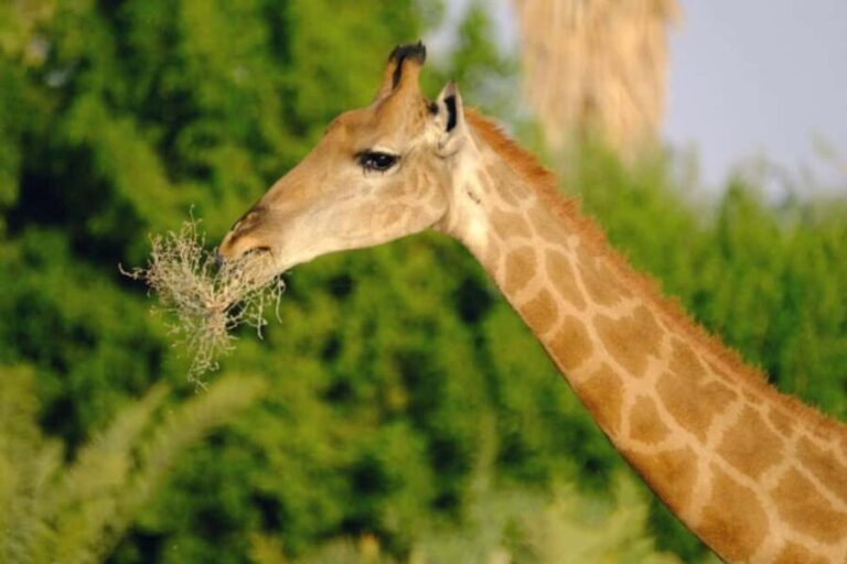 Riyadh: Open-Topped Vehicle Safari at Nofa Wildlife Park - Why This Safari Will Appeal to You