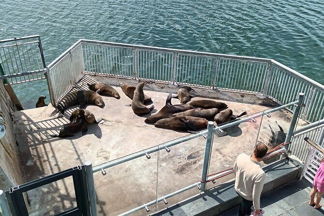 Robben Island Cape Of Good Hope Penguins Including Ferry Ticket - Who Will Love This Tour?