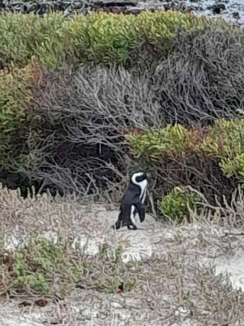 Robben Island, Penguins & Cape of Good Hope Adventure - The Dramatic Cape of Good Hope