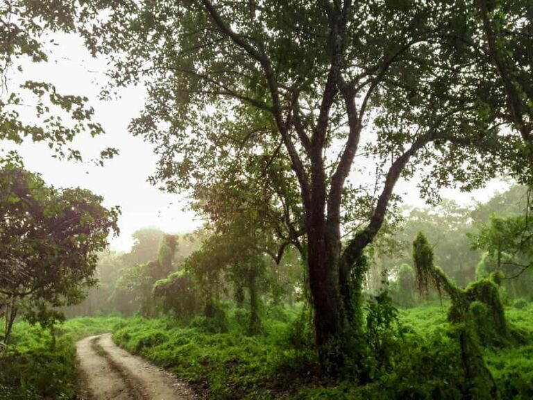 Royal Bengal Tiger & One-horned Rhino Safari in Chitwan - Transportation and Group Size
