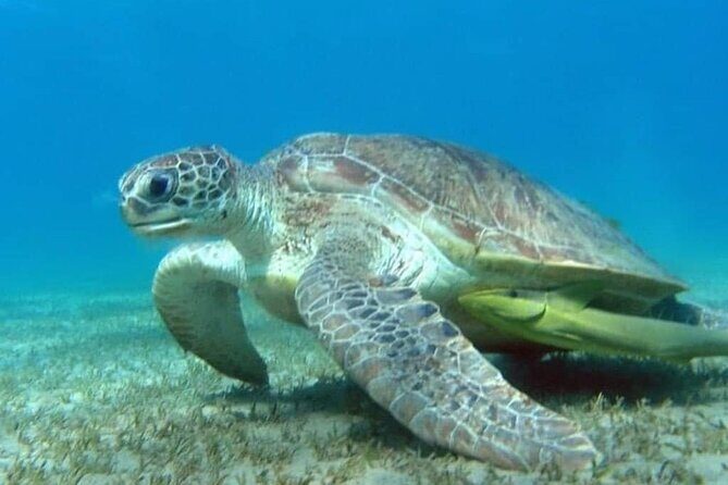 Royal Sea Scope Semi Submarine - Marsa Alam - The Experience: What Travelers Say