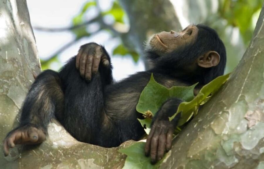Rwanda: 3-Day Chimpanzee Trekking, Canopy, and Lake Kivu