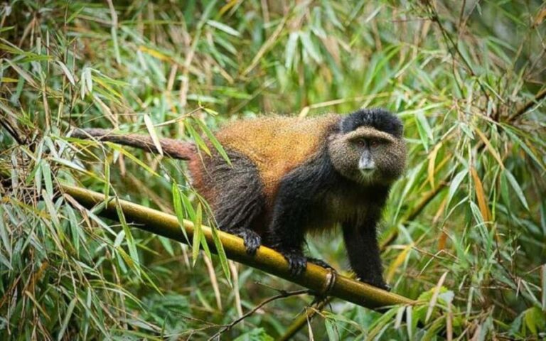 Rwanda: 3-Day Gorilla and Golden Monkey Trekking Tour - The Practicalities: What You Need to Know