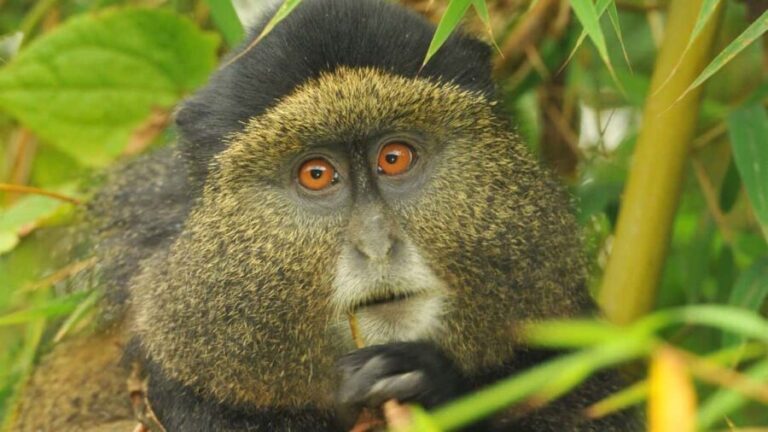Rwanda: 3-Day Volcanoes National Park Adventure Package - The Experience Provider: Rivexcel Tours