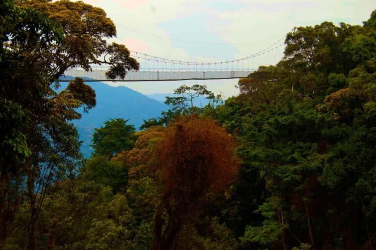 Rwanda: 4-Day Gorilla and Chimpanzee Trekking Tour - What We Think About the Tour