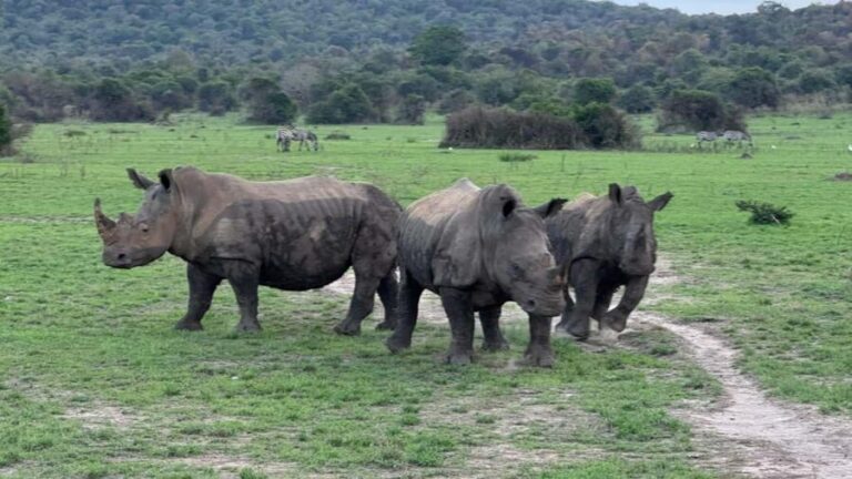 Rwanda: 7-Day Safari with Gorilla Trekking & Kigali Tour - Practical Details and Considerations