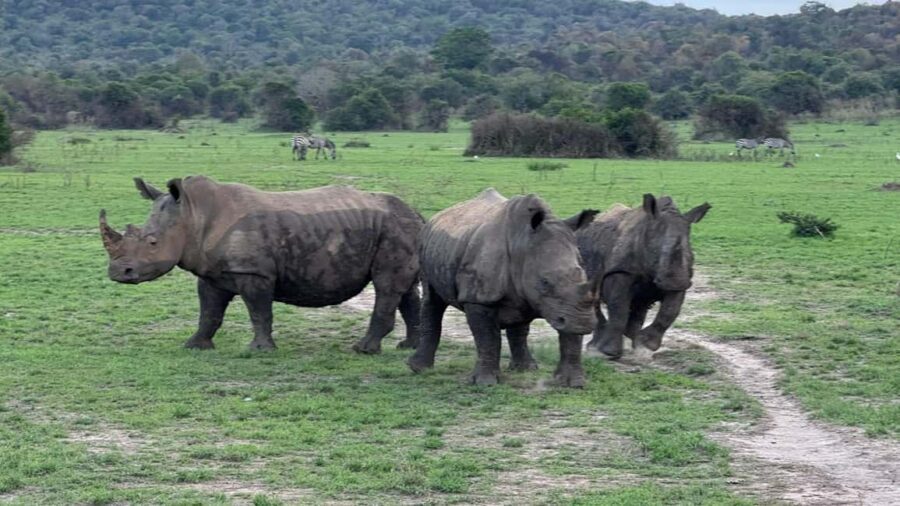 Rwanda: 7-Day Safari with Gorilla Trekking & Kigali Tour - Practical Details and Considerations