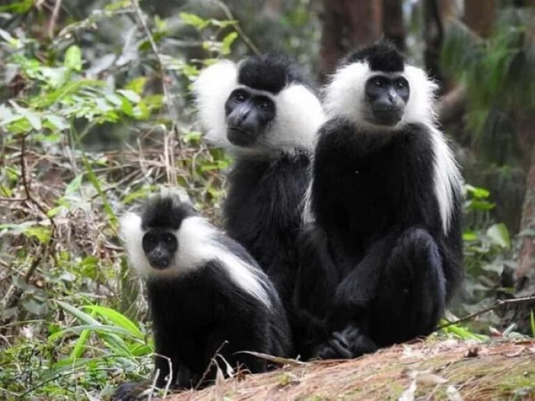 Rwanda: 8-Day Safari with Kigali, Nyungwe, and Volcanoes - A Close Look at the 8-Day Itinerary