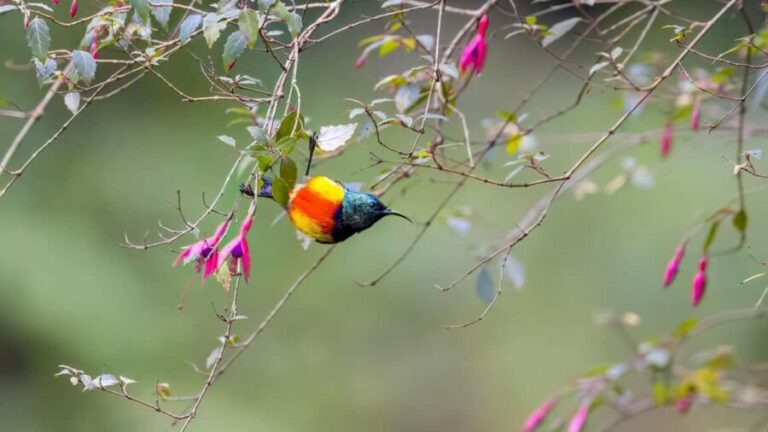Rwanda: Birdwatching Tours with remarkable landscapes view - FAQ