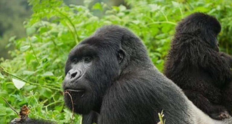 Rwanda: Gorilla Trekking in Volcanoes National Park. - The Value of What’s Included