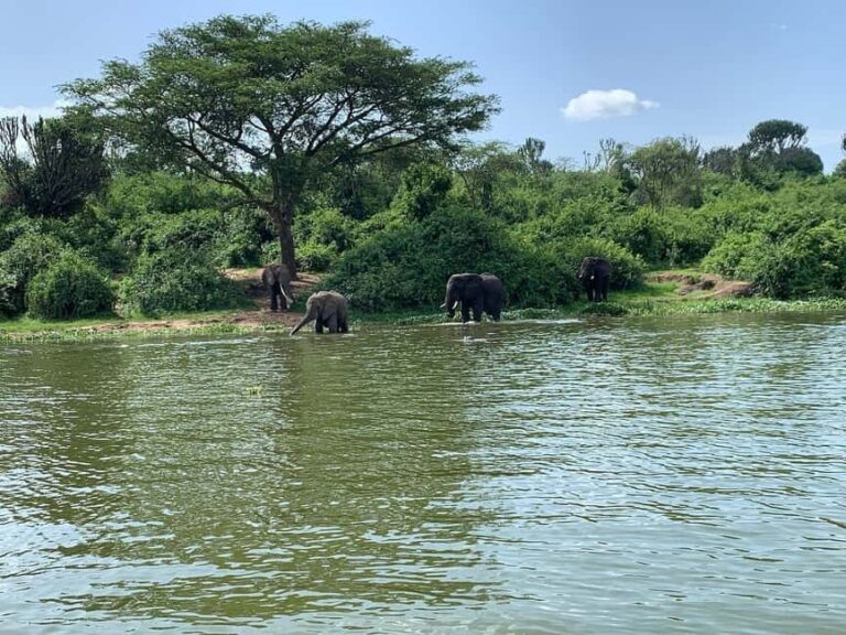 Rwanda: Luxury Gorilla Safari - What You Can Expect from This Tour