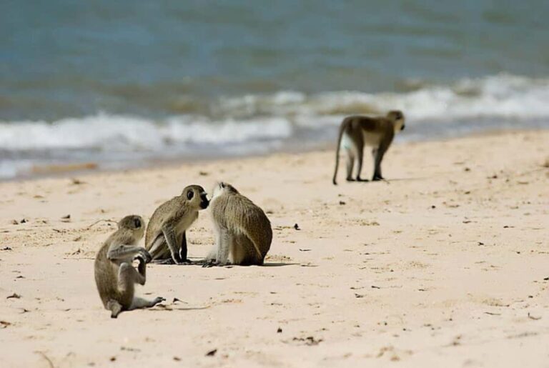 Saadani National Park: 2-Day Safari Adventure - Day Two: Marine and Beach Safari