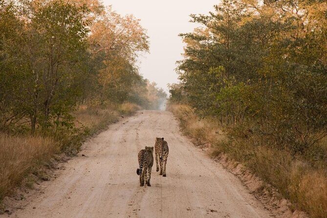 Sabie Game Reserve Sunset Safari Tour with Sundowners - The Practical Side: What You Need to Know