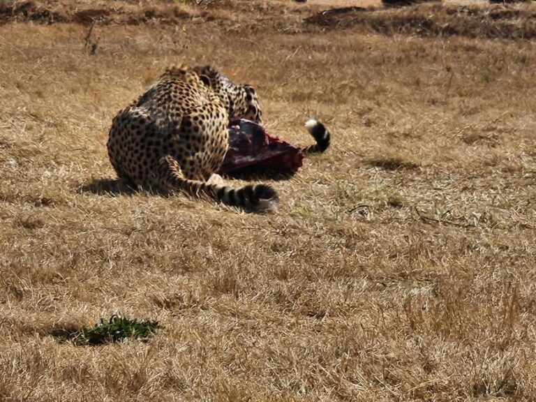 Safari and Lion Park / Cradle of Humankind Fosssil Caves - What’s Included and What’s Not