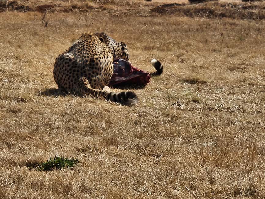 Safari and Lion Park / Cradle of Humankind Fosssil Caves - What’s Included and What’s Not