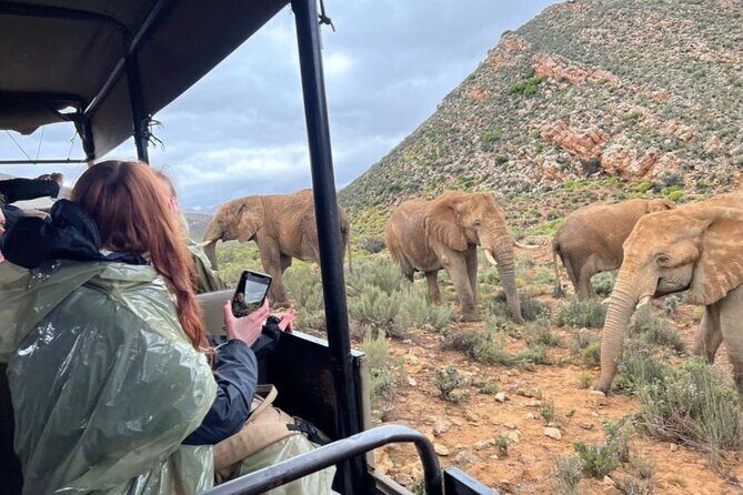 SAFARI Aquila Game Reserve - Round trip + Lunch incl. (Cape Town) - Potential Drawbacks