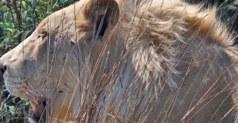 Safari at Lion and Rhino Park / Lesedi Culture Village - Authentic Experiences and Highlights