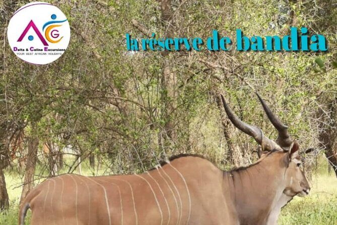 safari at the bandia reserve - Why This Safari Offers Good Value