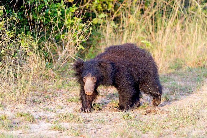 Safari at Wilpattu National Park from Negombo (All inclusive day tour) - Analyzing the Value
