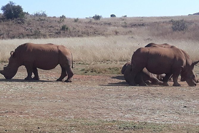 Safari Experience at Rhino & Lion Park - Final Thoughts