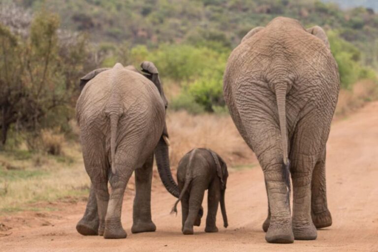 Safari Experience of Pilanesberg Nature Reserve - FAQ