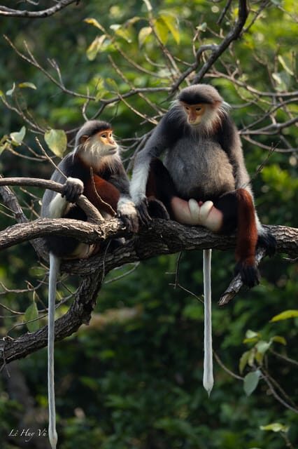 Safari - Finding the most endangered monkey in the World - The Sum Up