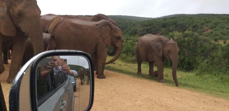 Safari Game Drive - The Itinerary and Experience Breakdown