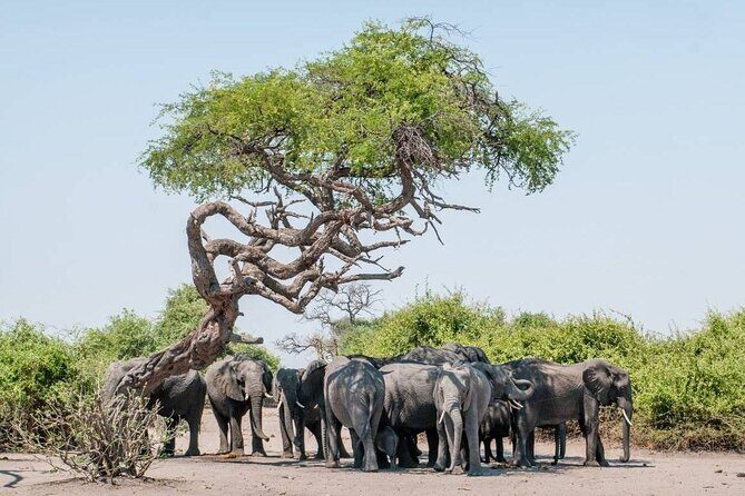 Safari Game Drive and Rhino Walk in Mosi-oa-Tunya National Park - How the Tour Adds Value