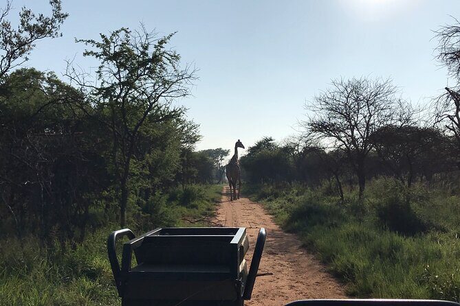 Safari Game Drive: Dinokeng Game Reserve - The Itinerary: What to Expect