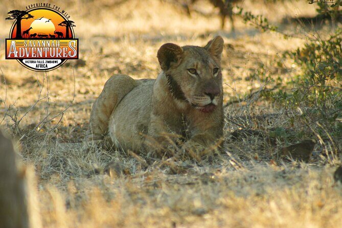 Safari Game Drive in the Savannah with Hotel pickup 3 times daily - Authentic Perspectives from Travelers