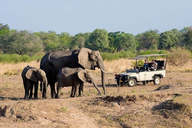 Safari Game Drive in Zambezi National Park with Hotel Pickup - The Practical Details