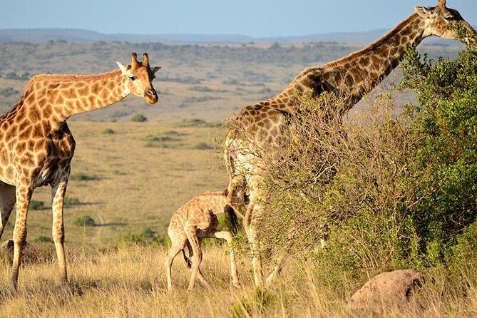 Safari Game Drive & Rhino Walks In The Mosi-oa-Tunya National Park - Why It’s a Good Value