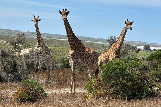 Safari Game Drive - Yzerfontein - The Itinerary in Detail
