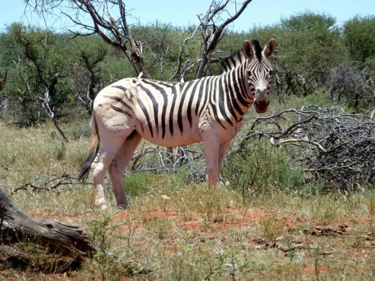 Safari in the Bandia reserve and boat trip on the Somone lagoon - Who Should Consider This Tour?