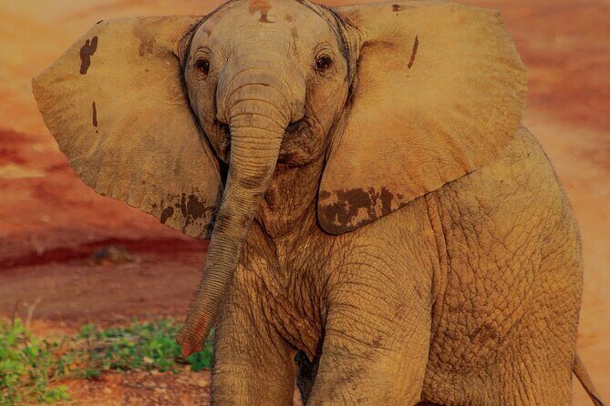 Safari in Tsavo and Amboseli for 5 Days and 4 Nights - What Travelers Can Expect