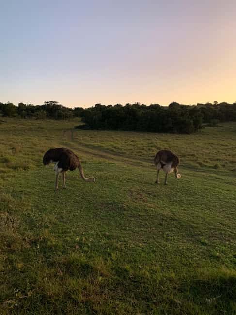 Safari into Schotia Full Day Tour - Who Is This Tour Best For?