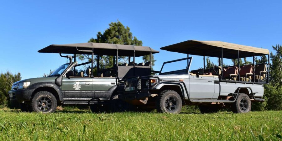 Safari into Schotia Half Day Tour