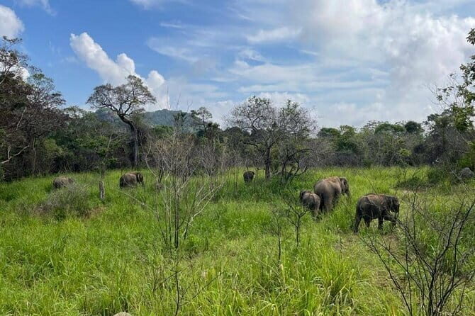 Safari Jeep in Hurulu Eco Park Sri Lanka wit Pigeon Island Tours - What to Expect from Your Safari Adventure