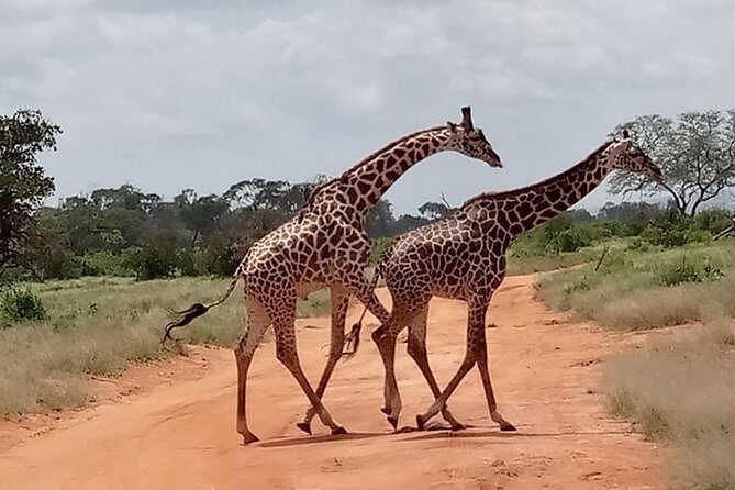 Safari Kenya with Patrick - The Sum Up