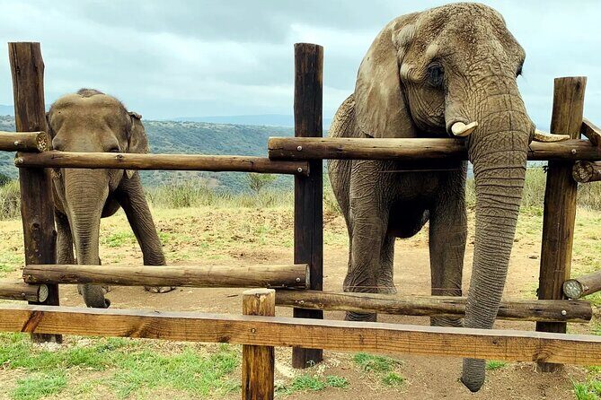 Safari & PheZulu Village Day Tour from Durban - What Travelers Are Saying: Authentic Feedback