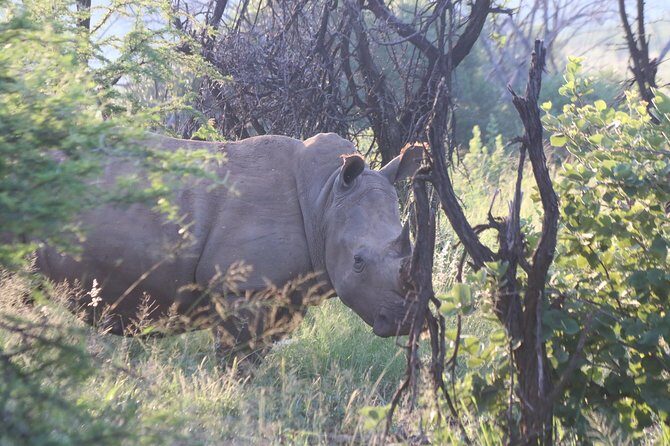 Safari Pilanesberg Nature Reserve & Monkey Sanctuary - What Travelers Are Saying