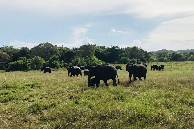 Safari Tour at Minneriya National Park - Why Travelers Rave About This Tour