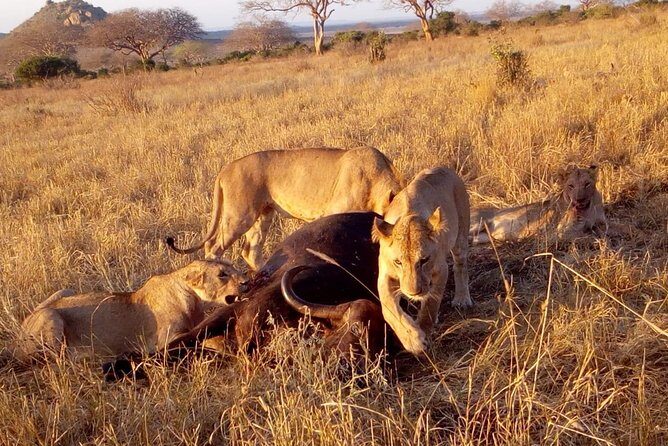 Safari-Tsavo east national park -2 days 1 night - What Makes This Safari Stand Out?