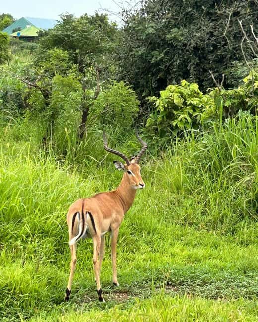 SAFARI WILDLIFE 3 DAYS 2 NIGHT FROM ZANZIBAR TO MIKUMI - How the Itinerary Breaks Down