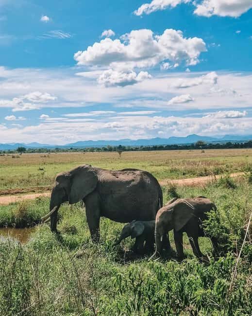 SAFARI WILDLIFE 3 DAYS 2 NIGHT FROM ZANZIBAR TO MIKUMI - Wildlife Highlights: Mikumi National Park