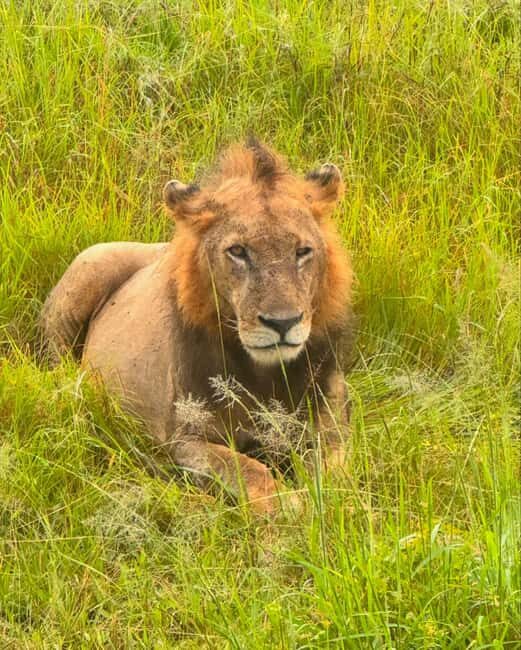 SAFARI WILDLIFE FROM ZANZIBAR TO MIKUMI 3 DAYS AND 2 NIGHTS - The Value of This Tour