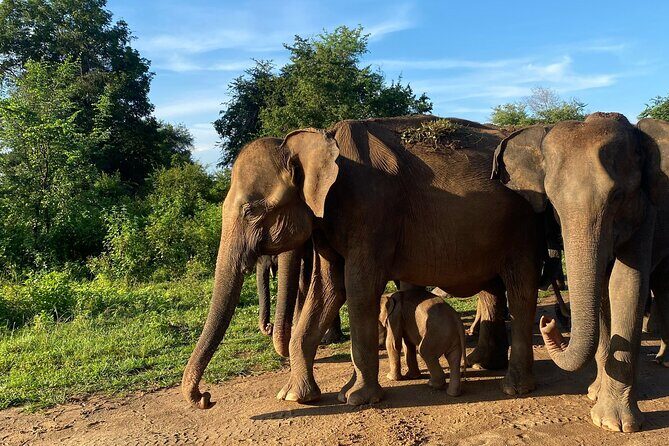 Safari with Sheran Udawalawe National Park - Practical Details and Why They Matter