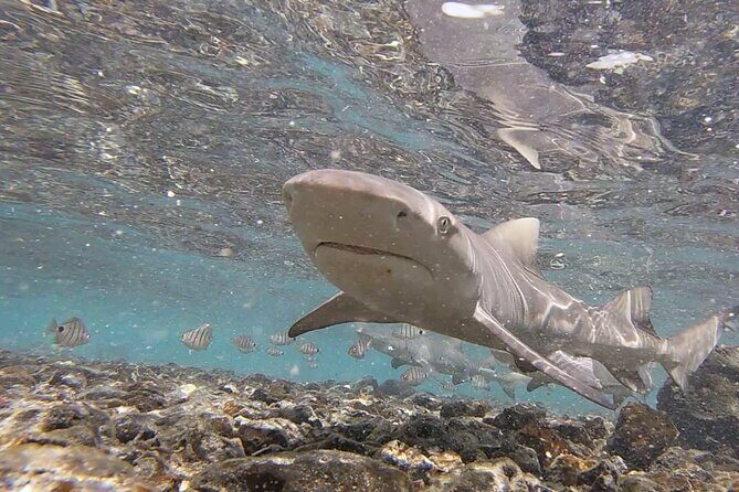 Sal Island: Shark Bay Shark Watching Experience from Santa Maria - The Itinerary in Detail