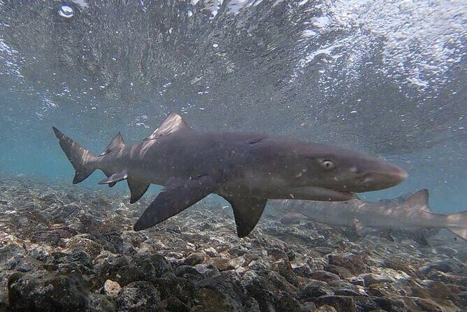 Sal Private Tour: All inclusive Salt Lake, Blue eye and Shark Bay - The Sum Up: Is It Worth It?